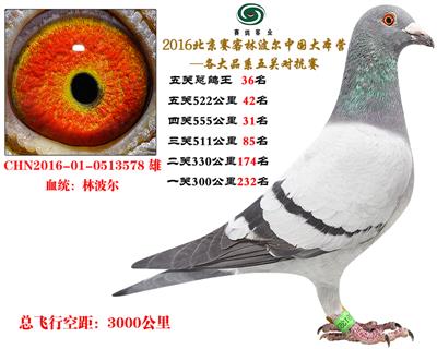 16北京赛客、铁鹰8400羽四关特比环对抗赛55名