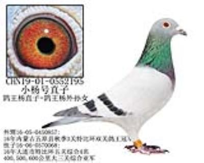 小杨号直子-11