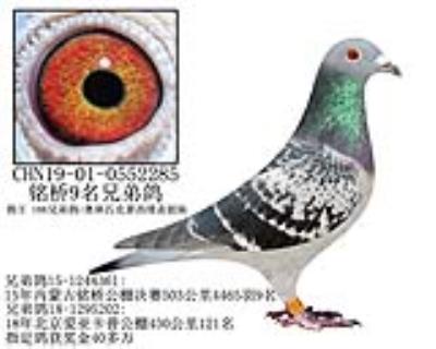 铭桥9名兄弟鸽-12