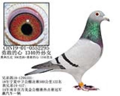 勇敢的心 1340外孙女-13