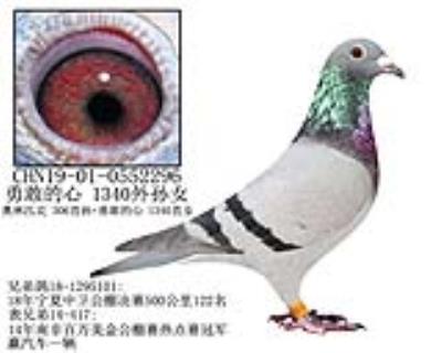 勇敢的心 1340外孙女-14