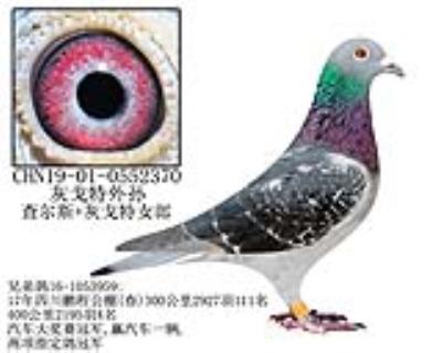 灰戈特外孙-15