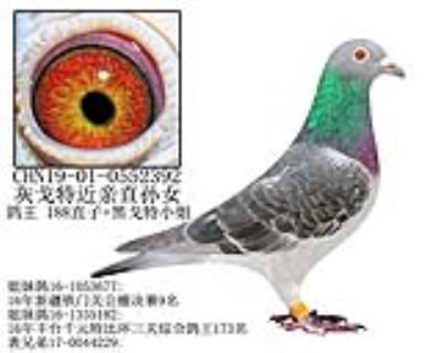 灰戈特近亲直孙女-17
