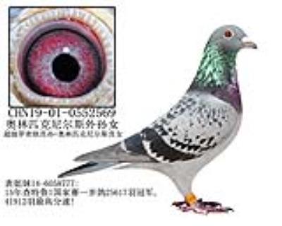 奥林匹克尼尔斯外孙女-19