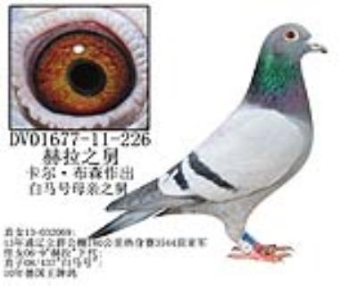 赫拉之舅-23