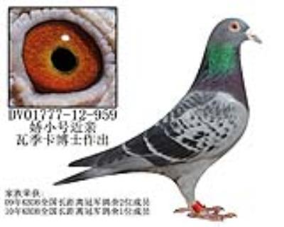 瓦季卡博士原舍-24