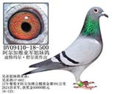 17年阿尔加维亚军姐妹鸽-26