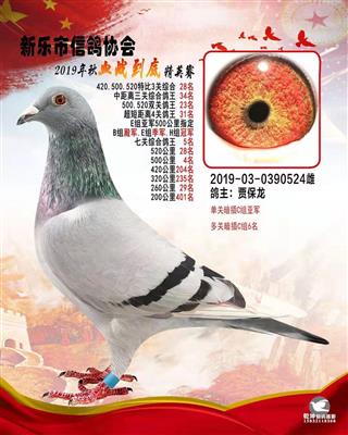 血战到底精英-7关综合鸽王5名