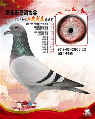 血战到底精英-7关综合鸽王8名