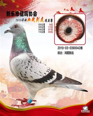 血战到底精英-520公里26名