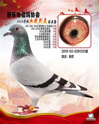 血战到底精英-7关综合鸽王6名