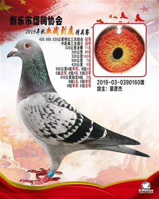 血战到底精英-特比环3关综合冠军