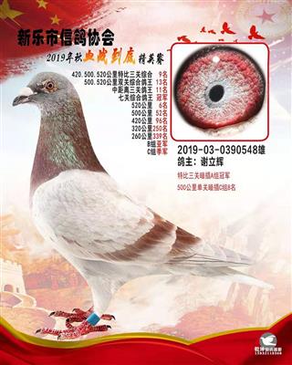 血战到底精英-7关综合鸽王冠军