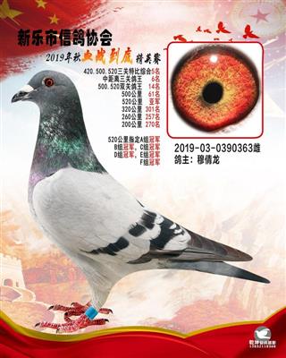 血战到底精英-520公里亚军