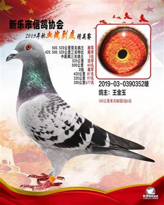 血战到底精英-520公里冠军