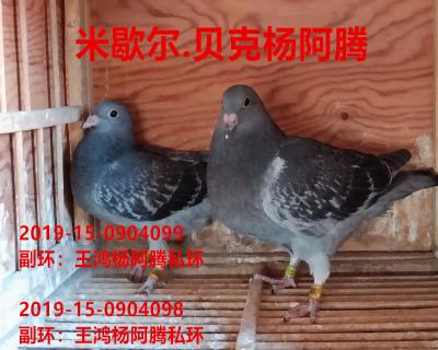 米歇尔.杨阿腾幼鸽一对
