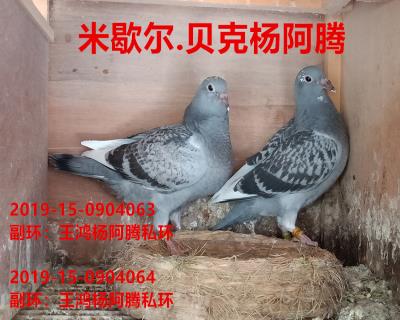 米歇尔.杨阿腾幼鸽一对