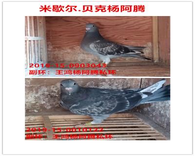 米歇尔.杨阿腾幼鸽一对