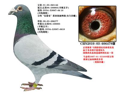 石春宝绝版老种鸽闪电娇娃不败王子近亲