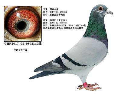 石春宝闪电娇娃不败王子 林波尔奇迹32直孙