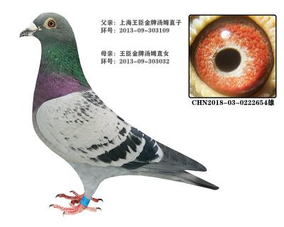 王臣金牌汤姆桑杰士近亲回血雄