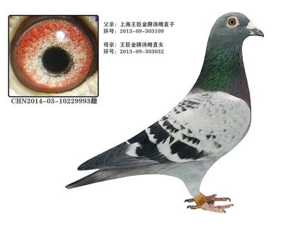 王臣金牌汤姆桑杰士近亲回血雌