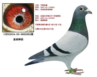 石春宝绝版老种鸽闪电娇娃不败王子近亲