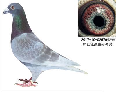 清棚4