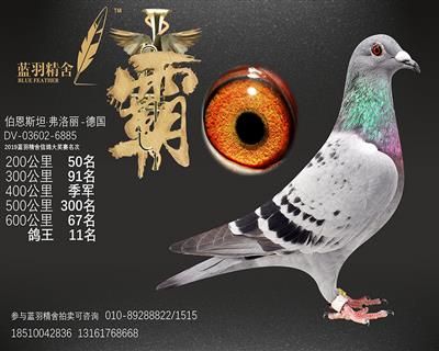 五关鸽王11名 600公里67名 400公里3名