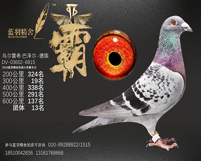 600公里 137名 团体13名