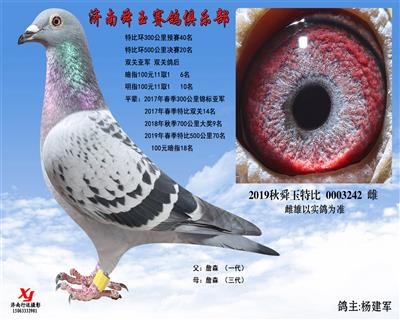 双关鸽后 双关亚军