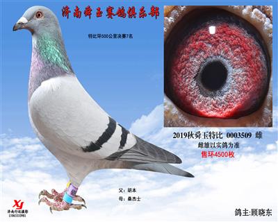 特比环500公里决赛7名