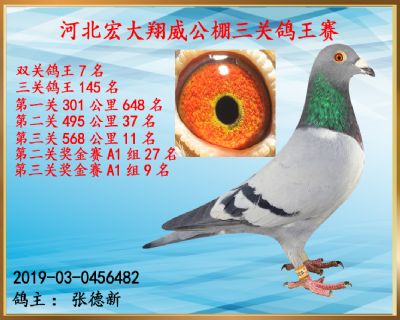 决赛11名、双关鸽王7名、第二关37名