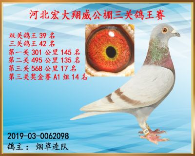 决赛17名、三关鸽王42名