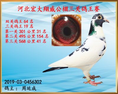 决赛41名、三关鸽王19名