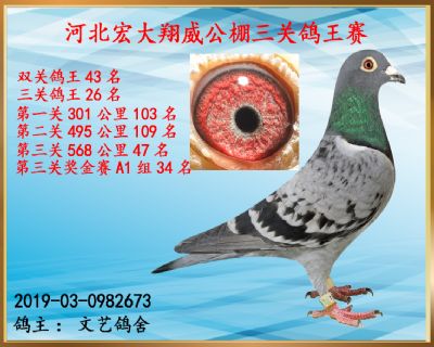 决赛47名、三关鸽王26名