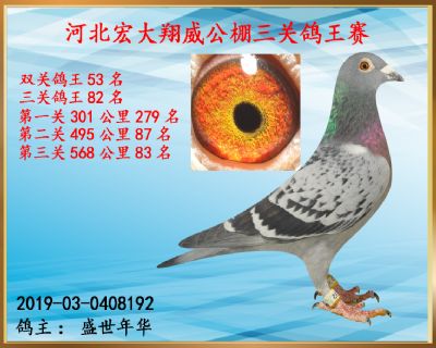 决赛83名、双关鸽王53名