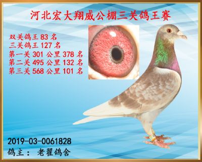 决赛101名、双关鸽王83名