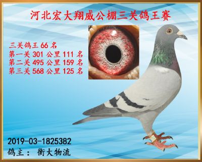 决赛125名、三关鸽王66名