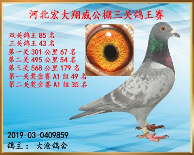 决赛179名、三关鸽王43名