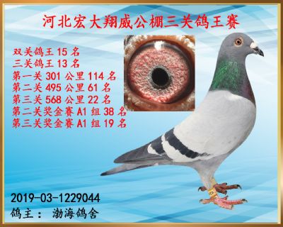 决赛22名、三关鸽王13名、双关鸽王15名