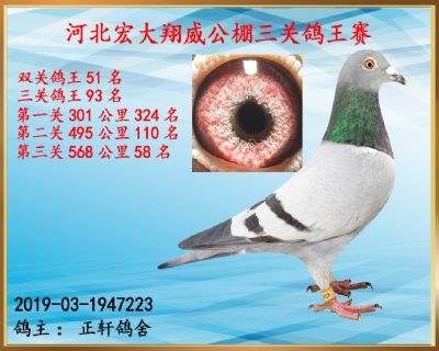 决赛58名、三关鸽王93名