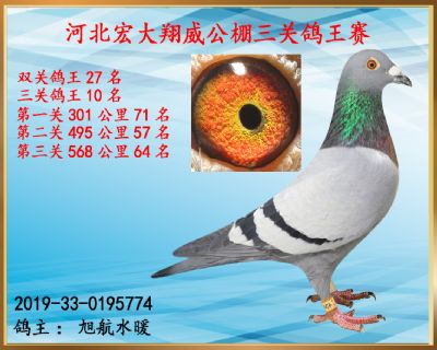 决赛64名、三关鸽王10名