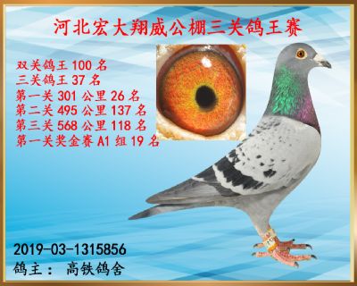 决赛118名、三关鸽王37名、第一关26名