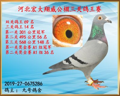 决赛148名、三关鸽王14名、第一关冠军
