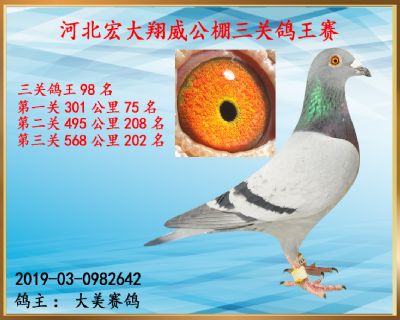 决赛202名、三关鸽王98名、第一关75名