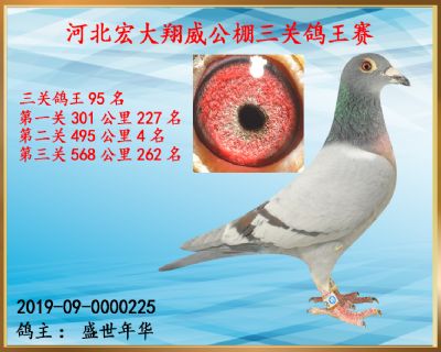 决赛262名、三关鸽王95名、第二关4名