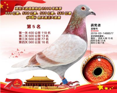 B組四關鴿王五名