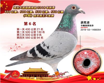 B組四關鴿王六名
