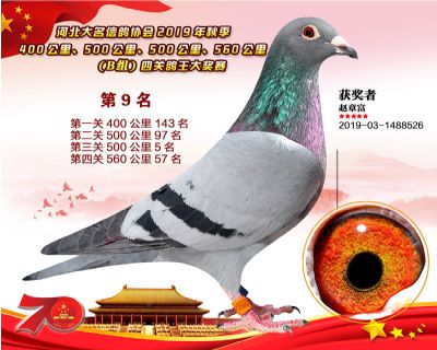 B組四關鴿王九名